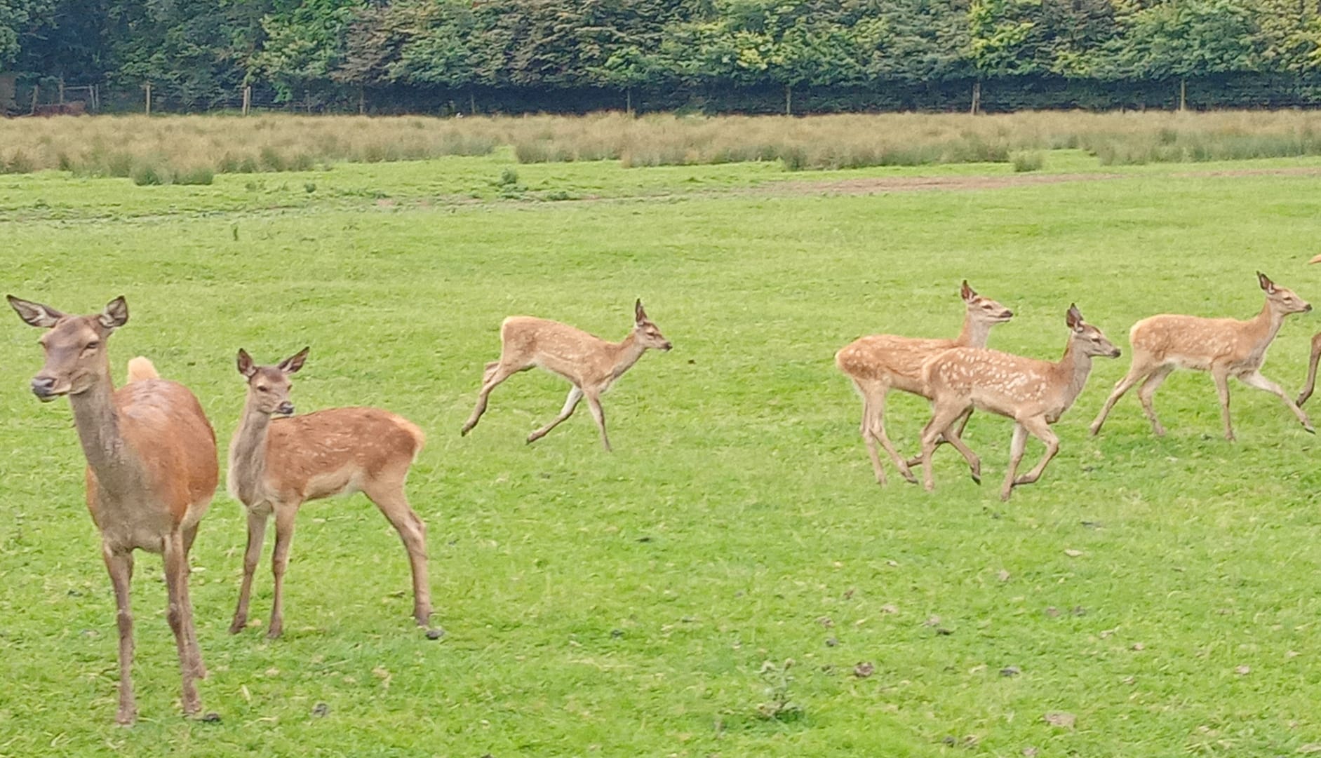 Lotherton Hall Deer Park Trailer Tour